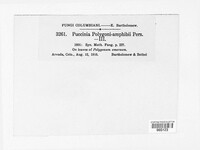 Puccinia polygoni-amphibii image